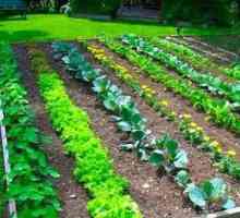 Редуване на културите на зеленчукови култури - основата за увеличаване на техните добиви