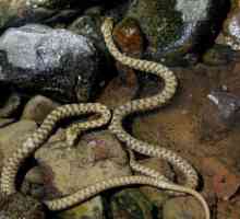 Шах Змия: описание, снимка