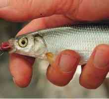 Шамайка е риба, наречена "царска"