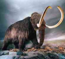 Woolly mammoth: описание, поведение, разпространение и изчезване