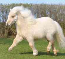 Shetland pony: описание на породата, особености на грижите и развъждането. Малък кон