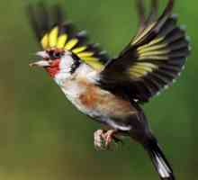 Goldfinch е пееща птица