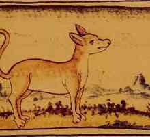 Чихуахуа кученце: описание и снимка