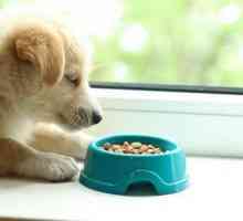 Кученцето не яде суха храна, какво трябва да направя? Каква е най-добрата храна за кученца?…