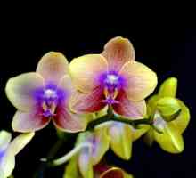 Сладки орхидеи. Как да се грижите у дома за тези тропически цветове правилно?