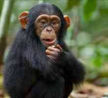 Шимпанзе: род на съществителното