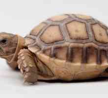 Безконечна костенурка: снимка, съдържание вкъщи