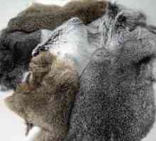 Зайче кожено палто: прегледи и лечение