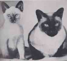 Сиамски котки: снимка, описание на порода и характер, рецензии на собственици