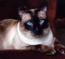 Сиамски котки: описание на породата