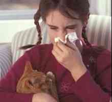 Симптом на алергии към котки и как да се отървете от тях