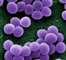 Симптоми и лечение на Staphylococcus aureus