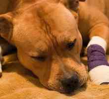 Симптоми на ентерит при кучета и тяхното лечение