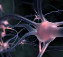 Синдром на ALS. Амиотрофична латерална склероза: лечение