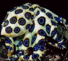 Октопод със синя корона: описание на вида, местообитание, размножаване и съдържание в аквариума