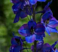 Сини цветя: типове, имена, описание