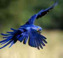 Синя макау в естествени и домашни условия. Снимка на папагалите