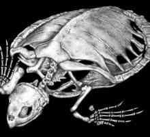 Скелет от костенурки: характеристики на структура и снимка