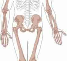 Скелет на горния крайник. Функции на скелета на горните крайници