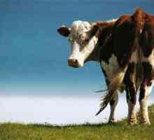 Колко крава има теле: дати, характеристики и описание