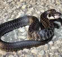 Колко години змията живее в плен и в дивата природа?