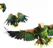 Колко години живеят вълнообразни папагали у дома?