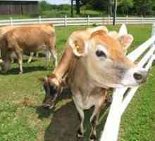 Колко мляко дава крава на ден и от какво зависи добивът на мляко?