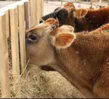 Колко сено трябва да има крава за зимата? Характеристики на отглеждането на животни