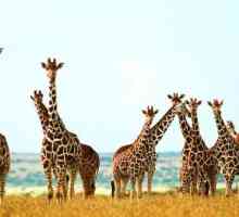 Колко жирафи имат шийните прешлени? Отговорът е тук!