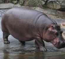 Колко тежи един хипопотам? При раждането, един възрастен