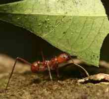 Колко тежи мравката? Нека разберем