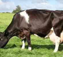 Колко стомаха в кравите: характеристики на храносмилането