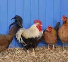 Колко дълго кокошката живее у дома? Колко живи петелчета? Видове пилета
