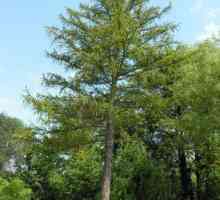Колко сибирски лиственица живее? Колко години живеят аспен и тийзер?
