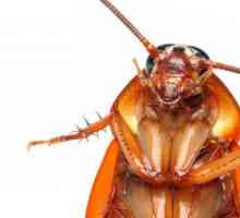 Колко хлебарки живеят? Без храна, без вода и без глави?
