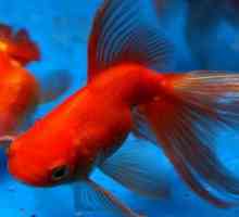 Колко златни рибки живеят в аквариума?