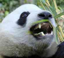 Колко зъба има голяма и малка панда?