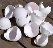 Яйцевидна черупка като източник на калций. Как да готвя черупката на яйцата като източник на калций