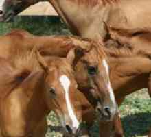 Пресичане на коне: видове. Характеристики и резултати от чифтосване на магарета и коне