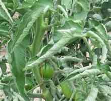 Извиване на листата в доматите: основните причини