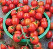 Сладки сортове домати: отзиви. Сладки сортове домат за оранжерии