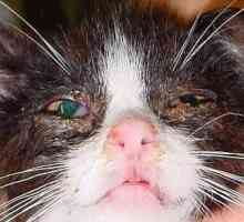 Водните очи на котката са първият симптом на нейната инфекция с инфекциозна болест. Симптоматика и…