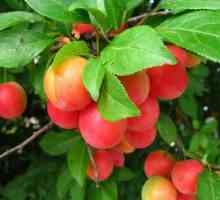 Plum-Cherry hybrid: сортове и рецензии