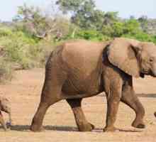 Един слон е символ на какво? Значението на животното в различни страни и религии