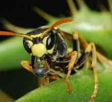 Смъртоносният японски стършел е насекомо, което причинява ужас