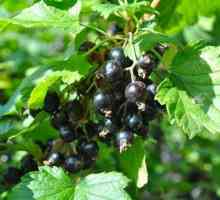 Растения диви: видове, полезни свойства, конфитюр див френско грозде