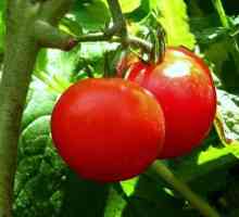Бобови домати - отглеждани в земята