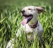 Кучето диша често с отворена уста: възможни причини и характеристики на лечението