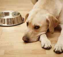 Кучето отказва да яде: възможни причини и методи за оказване на помощ
