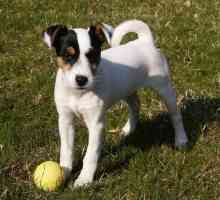 Куче порода Parson Russell Terrier: описание и рецензии